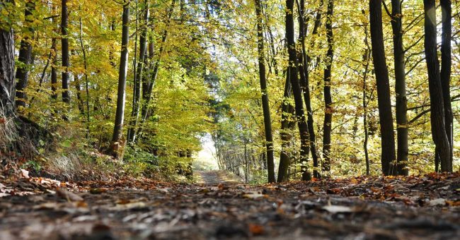 gestión forestal sostenible