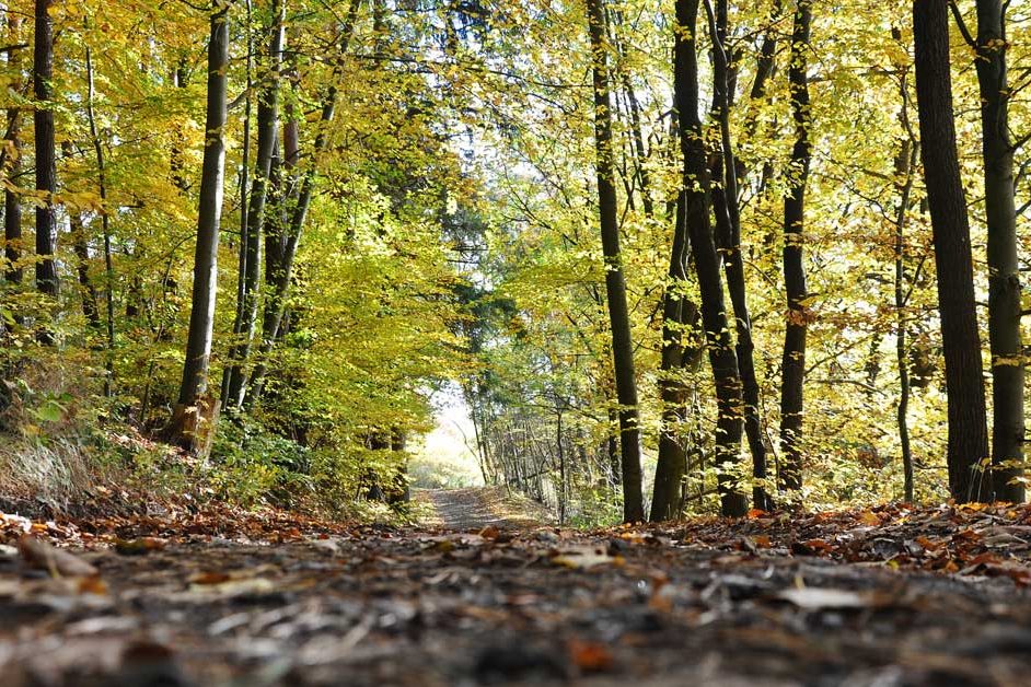 gestión forestal sostenible